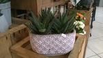 PLANTE GRASSE ALOE x 2