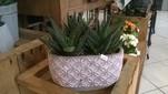 PLANTE GRASSE ALOE  x 2