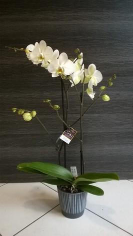 ORCHIDEE BLANCHE