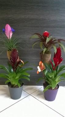 COMPOSITION ORIGINALE DE GUZMANIA
