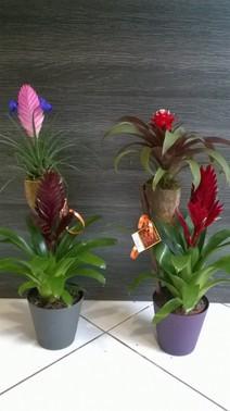 COMPOSITION  ORIGINALE DE GUZMANIA