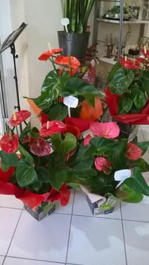  ANTHURIUM 