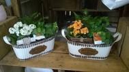 COMPOSITION PLANTES