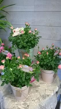 PETIT ROSIER