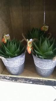 PLANTE GRASSE ALOE grand modèle