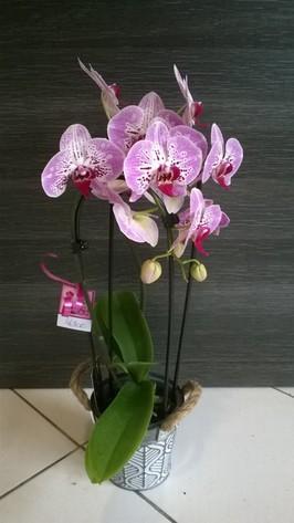 ORCHIDEE ARCEAU 