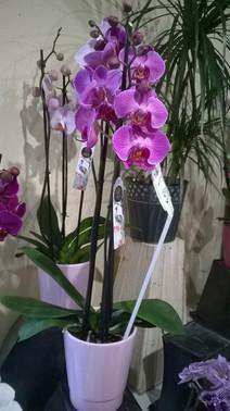 ORCHIDEE COULEUR
