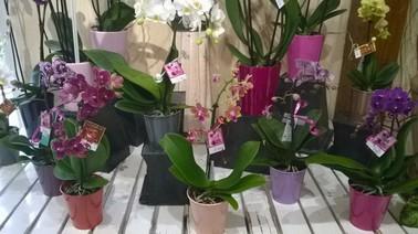 ORCHIDEE PETITE